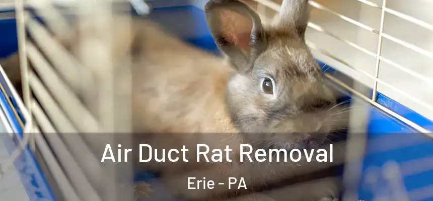  Air Duct Rat Removal Erie - PA