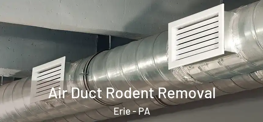 Air Duct Rodent Removal Erie - PA